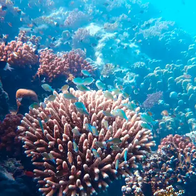 Happy Fishing: colourful coral reef in blue water