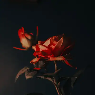 Immortal Romance: red rose on dark background