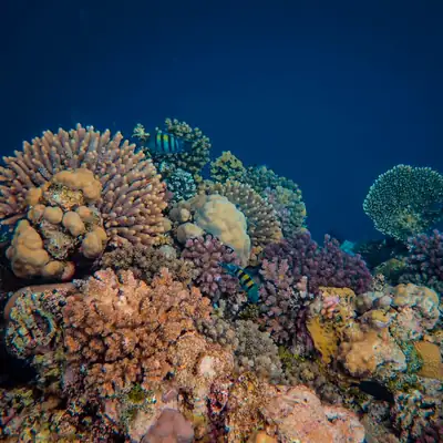 Jackpot Fishing: coral reef with tropical fish