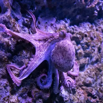 Mega Fishing: purple octopus on a reef