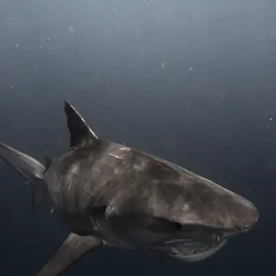 Ocean King Jackpot: shark swimming in deep water